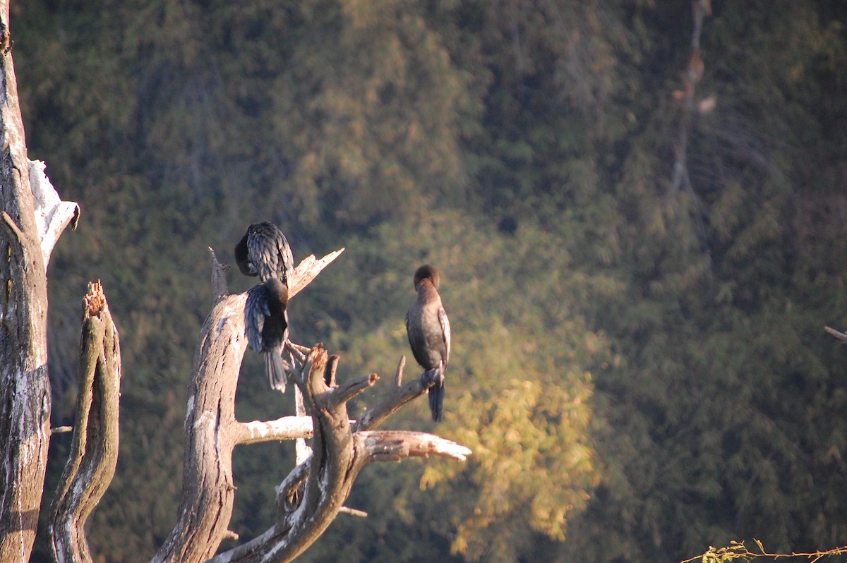 Indian Cormorant - ML647672151