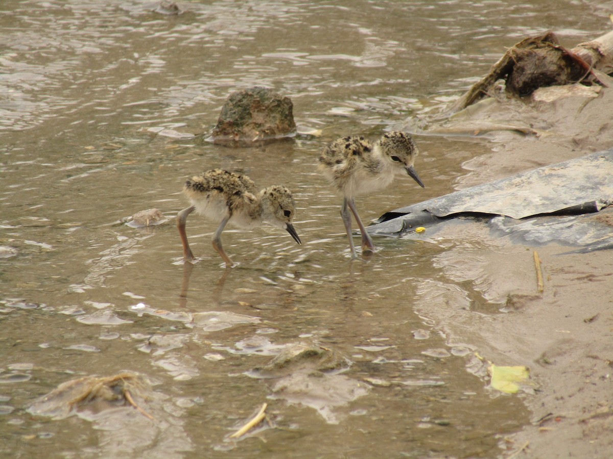 Zankaluze kaskabeltza - ML647672152