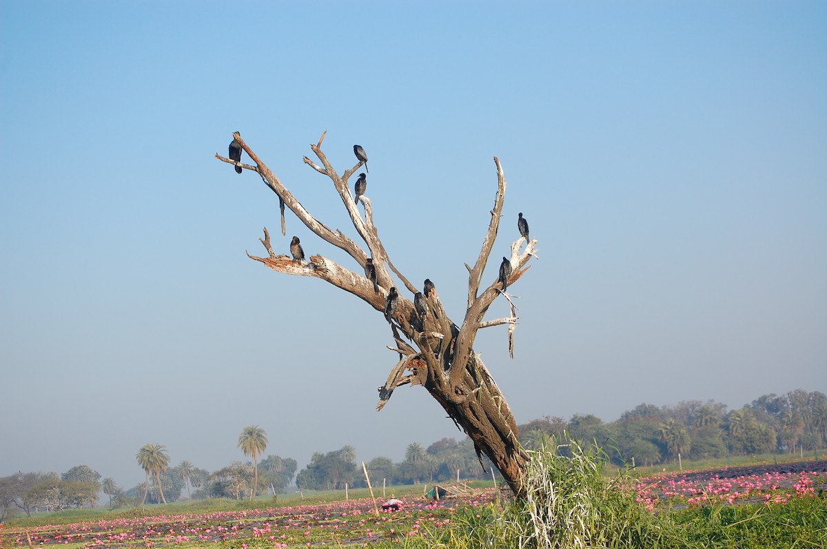 Indian Cormorant - ML647672153