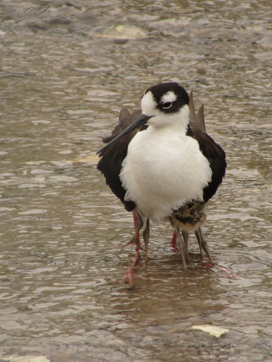 Zankaluze kaskabeltza - ML647672154