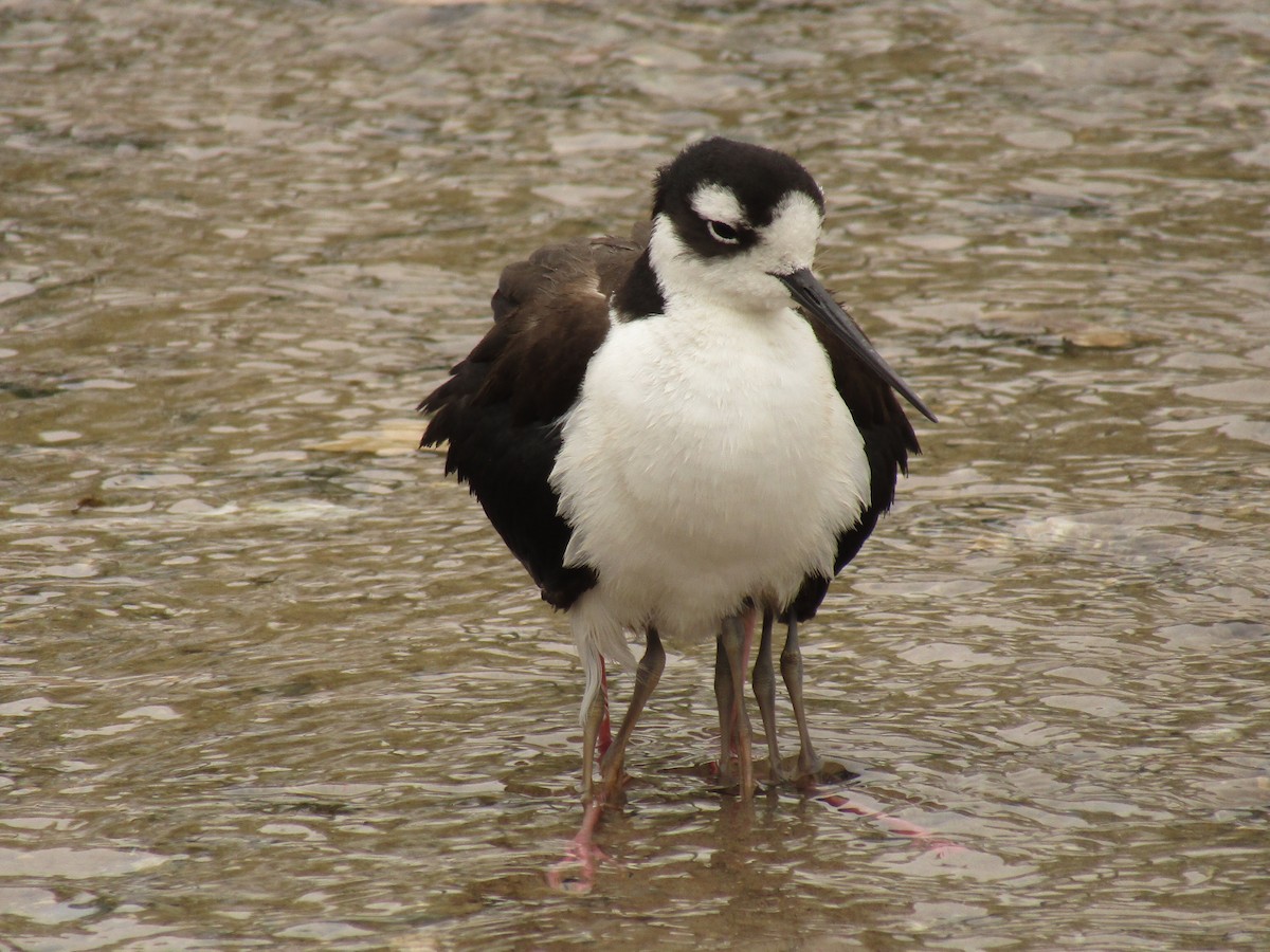 Zankaluze kaskabeltza - ML647672155