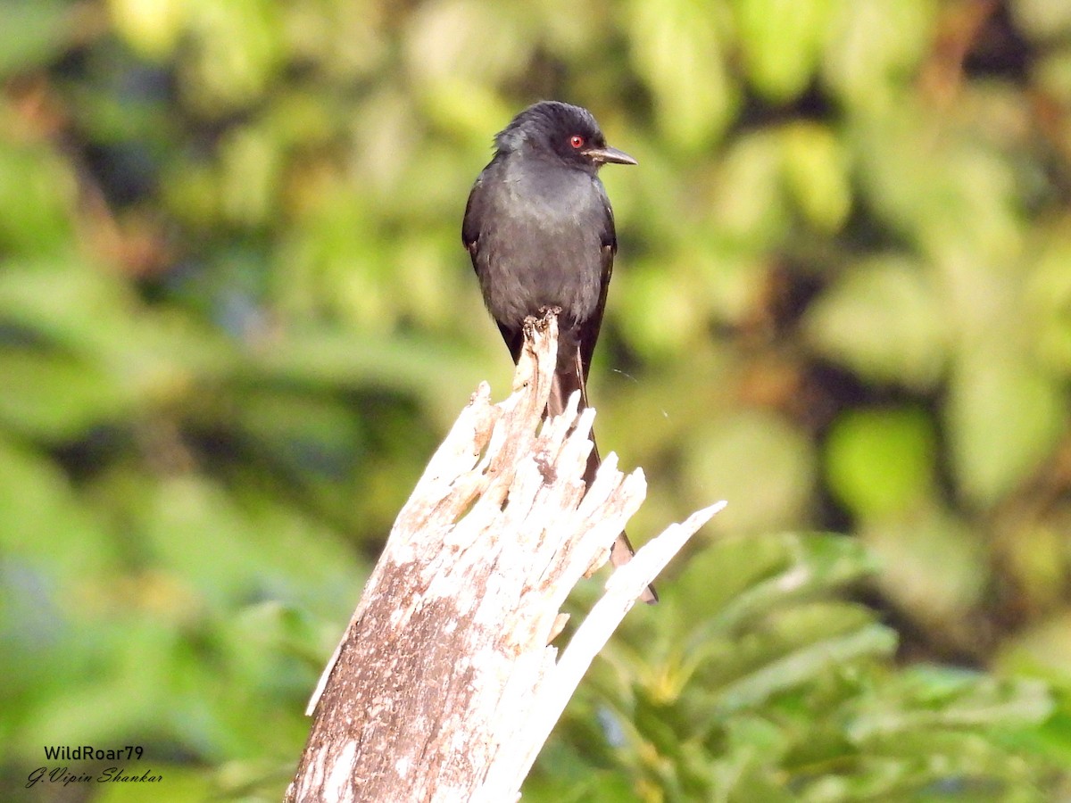 Greater Racket-tailed Drongo - ML647672156