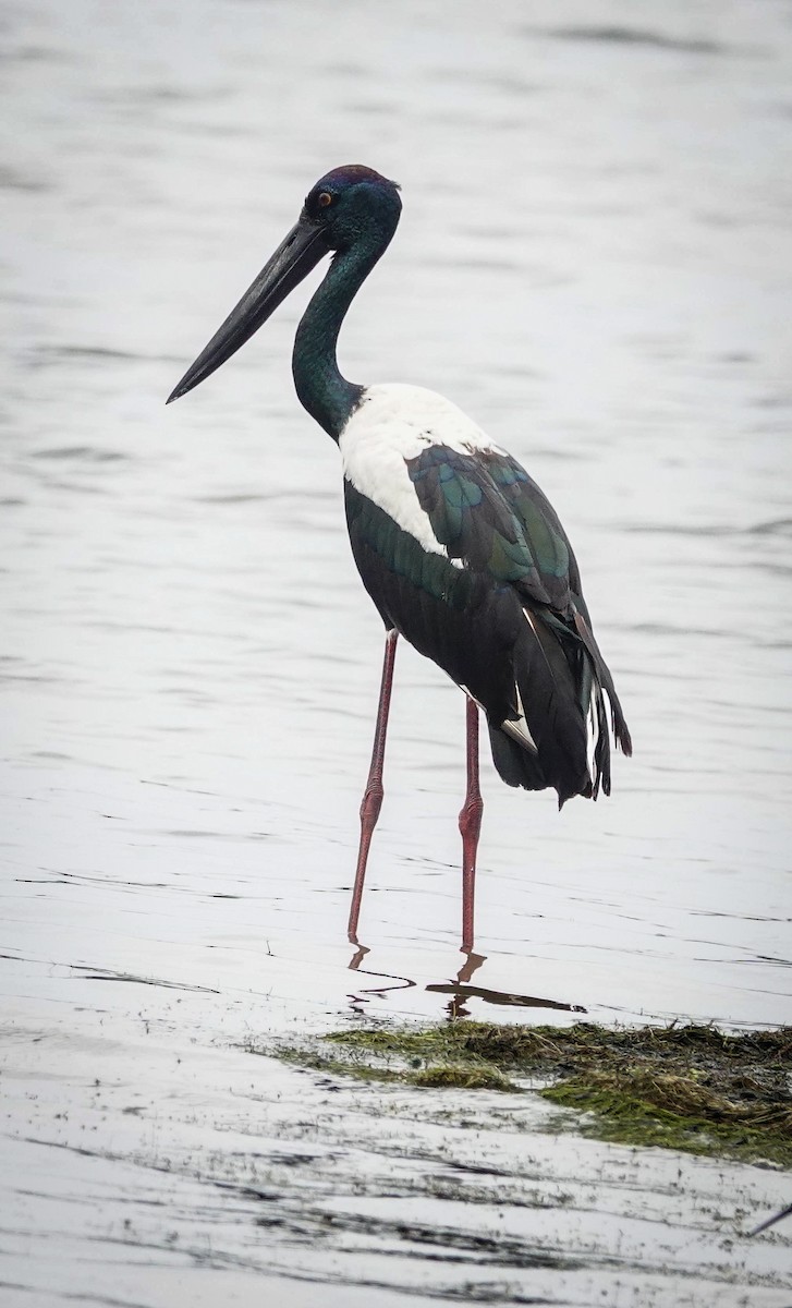 Jabiru asiarra - ML647672157