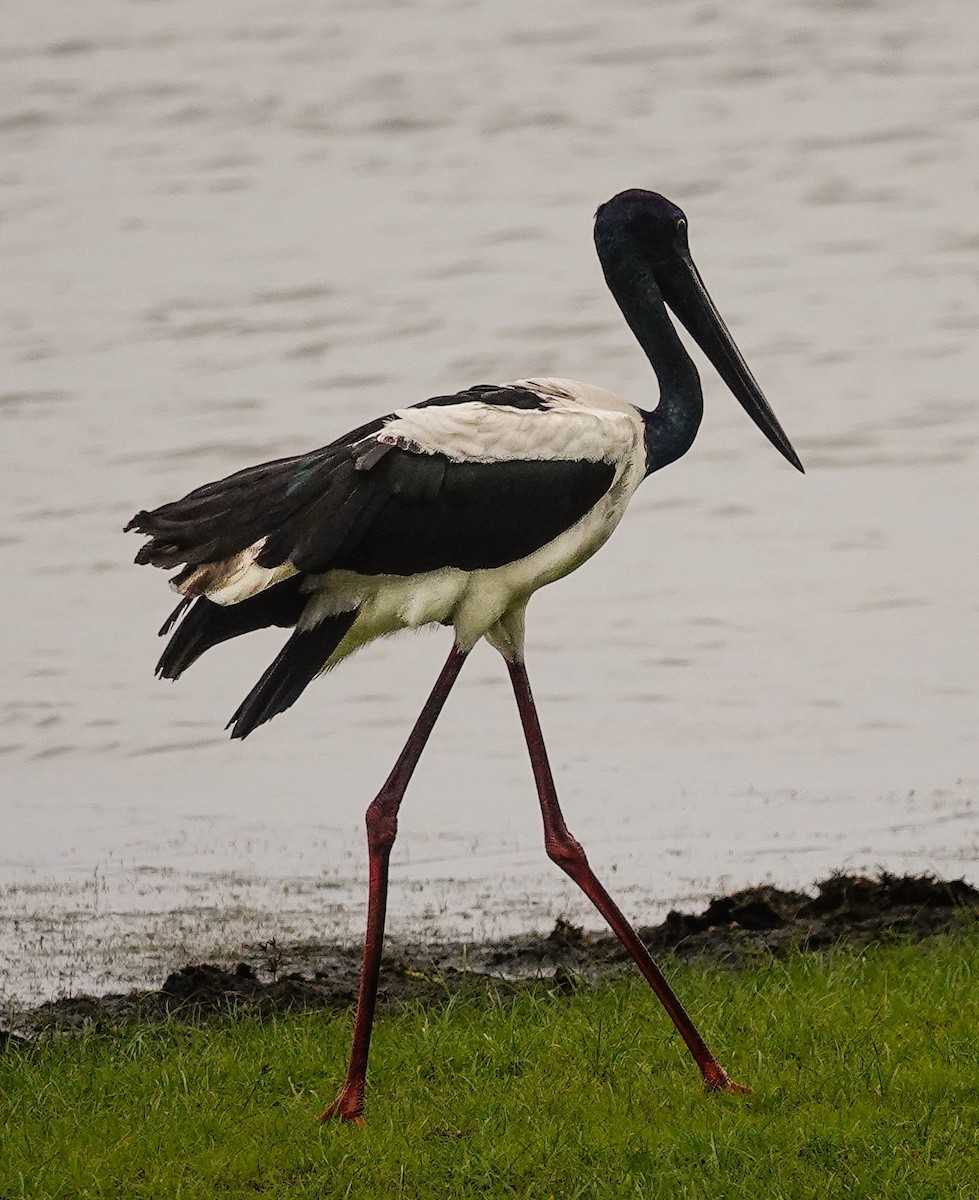 Jabiru asiarra - ML647672158