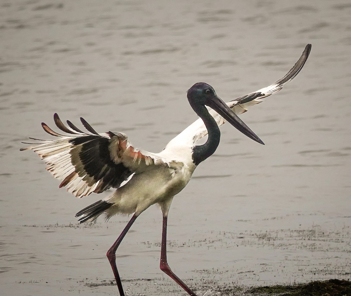 Jabiru asiarra - ML647672159