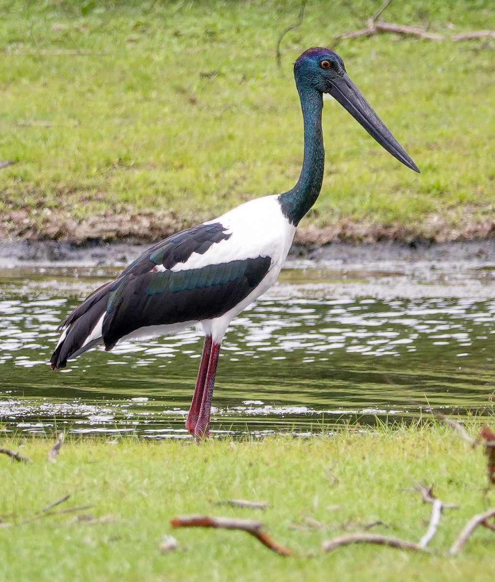 Jabiru asiarra - ML647672160