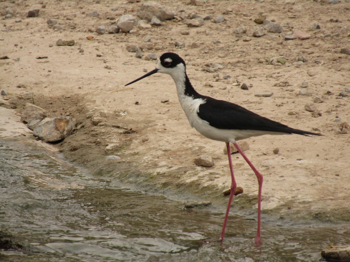 Zankaluze kaskabeltza - ML647672161