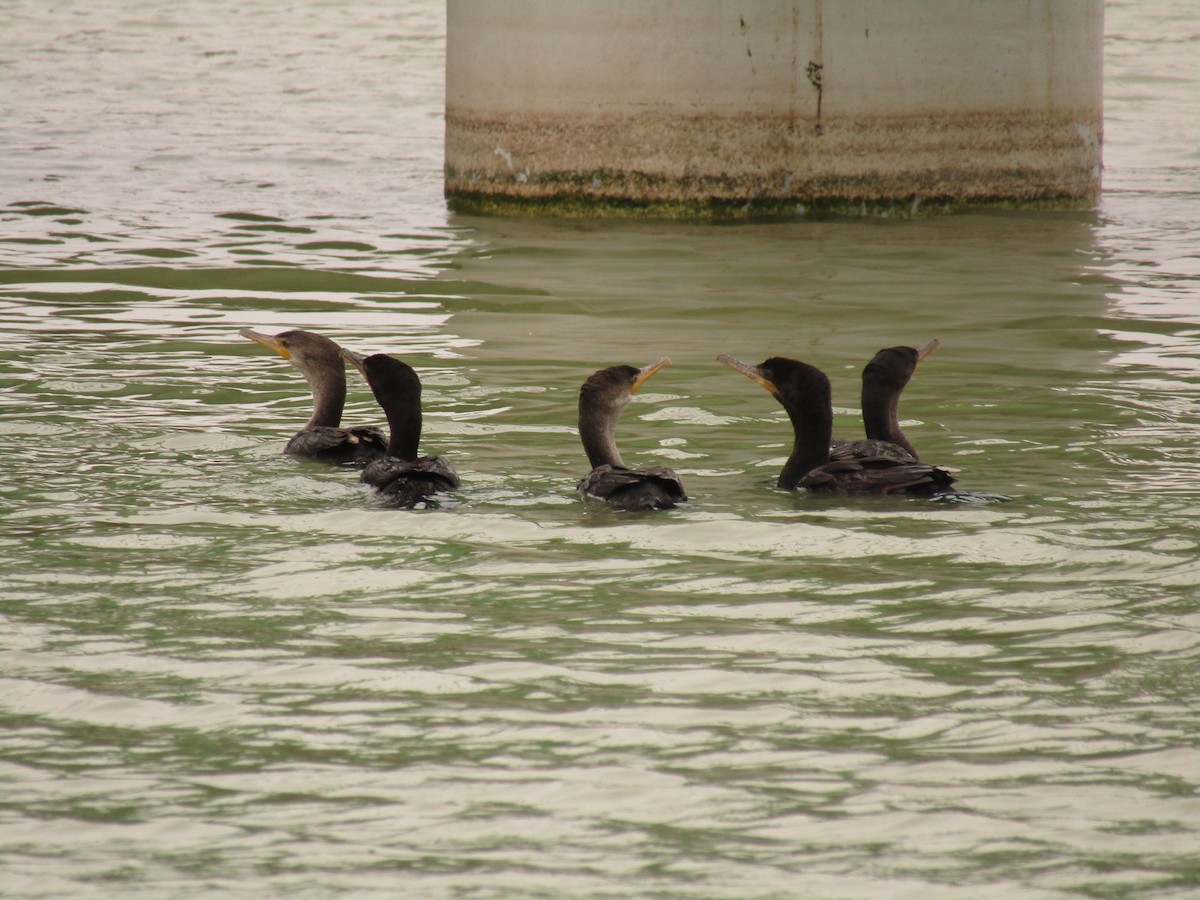 Neotropic Cormorant - ML647672162