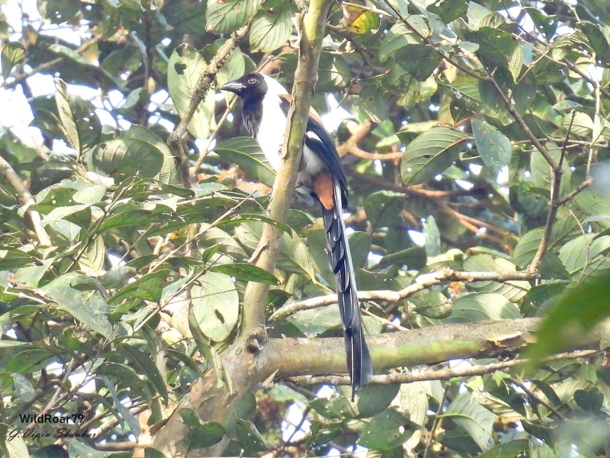White-bellied Treepie - ML647672164