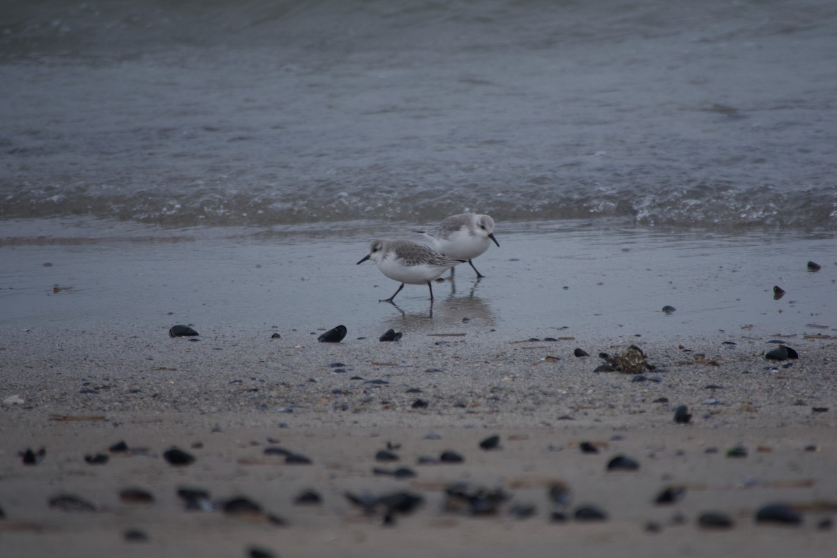 Txirri zuria - ML647672166