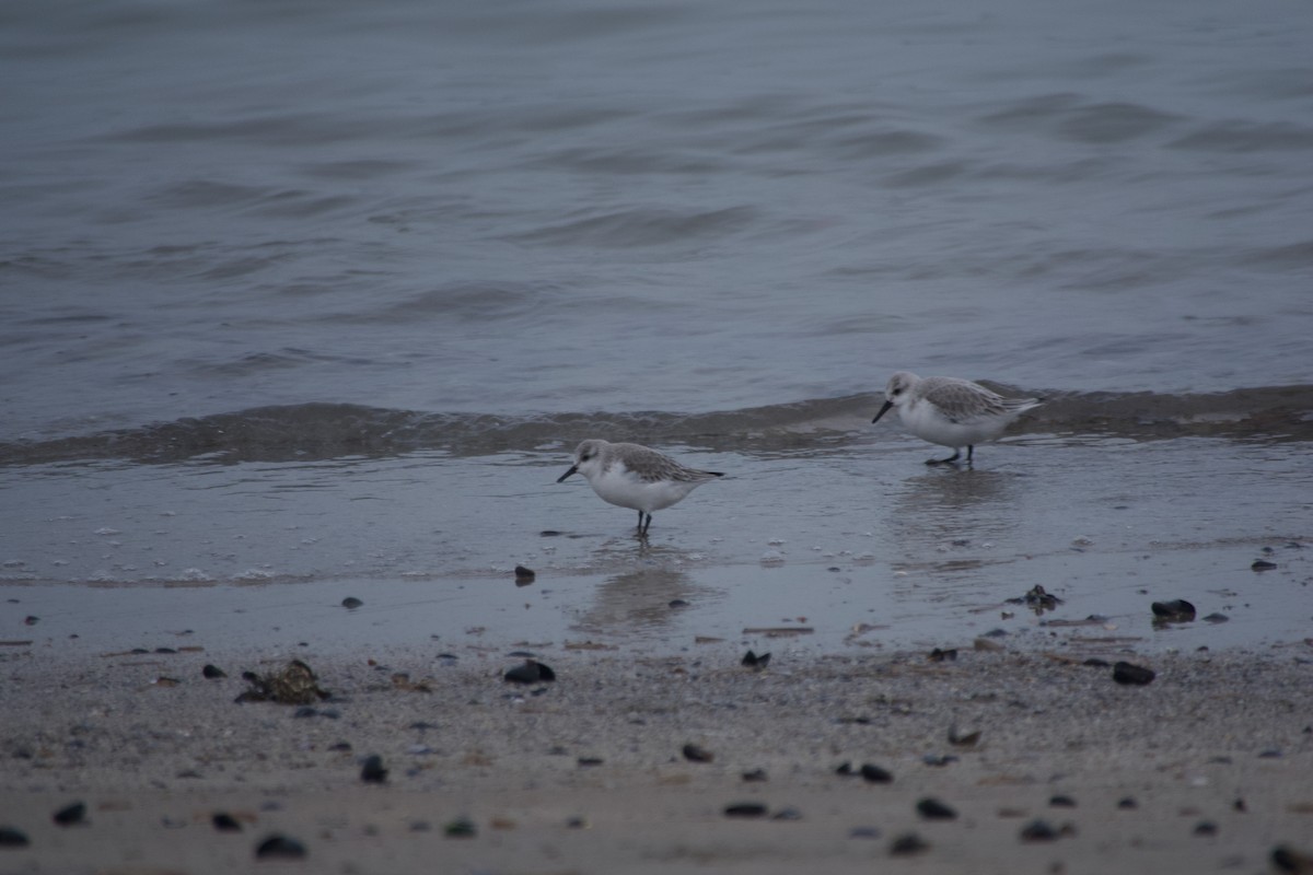 Txirri zuria - ML647672167