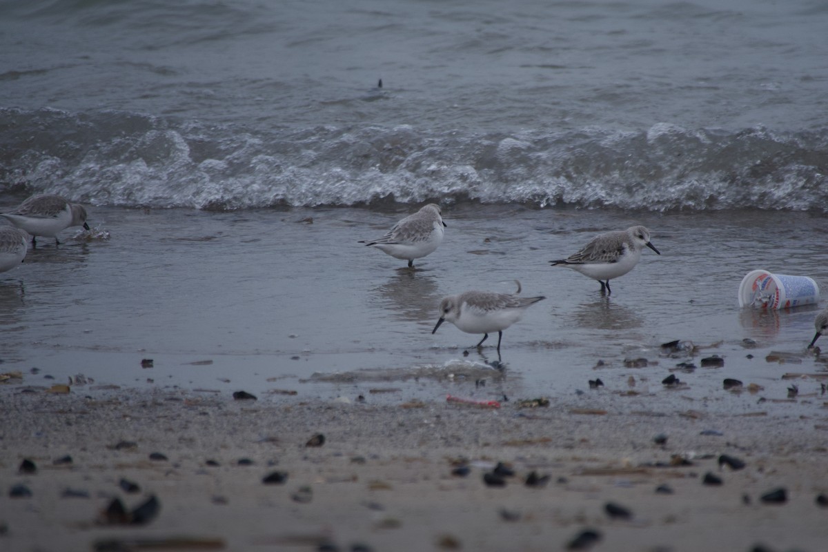 Txirri zuria - ML647672168