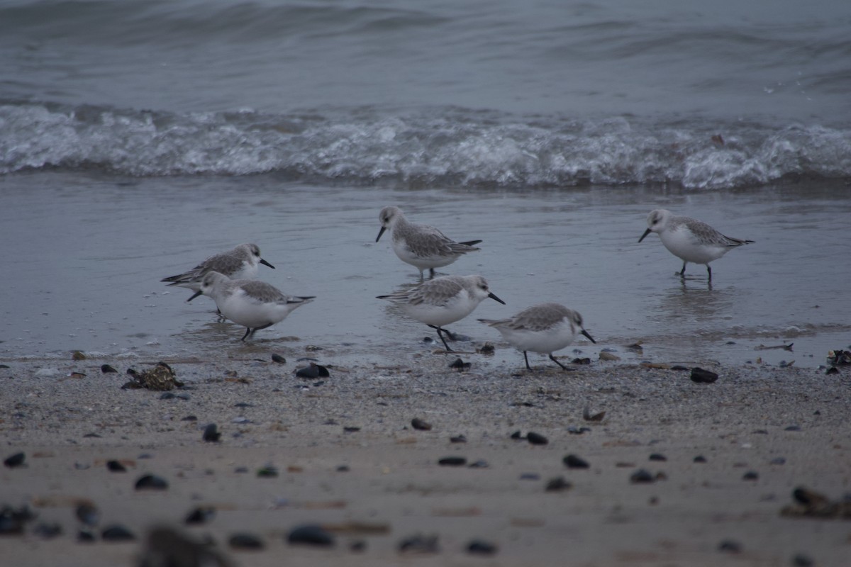 Txirri zuria - ML647672169