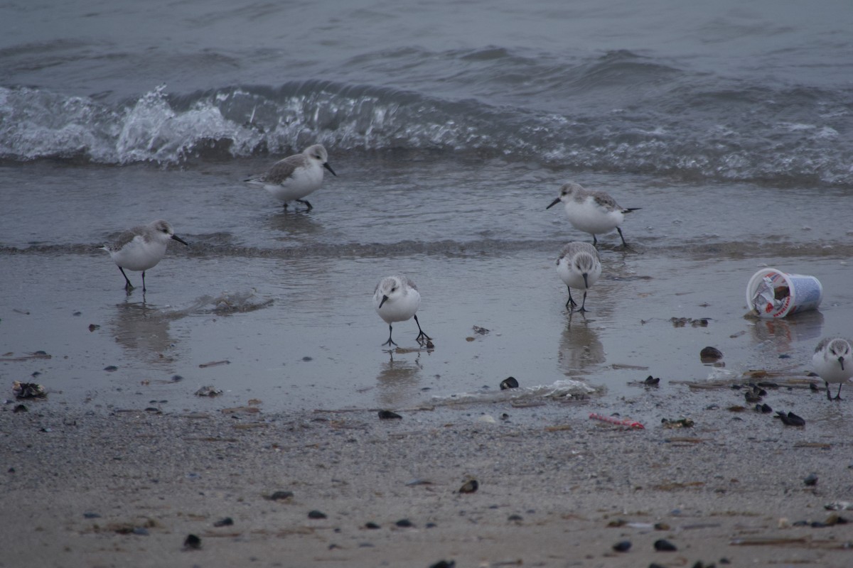 Txirri zuria - ML647672170