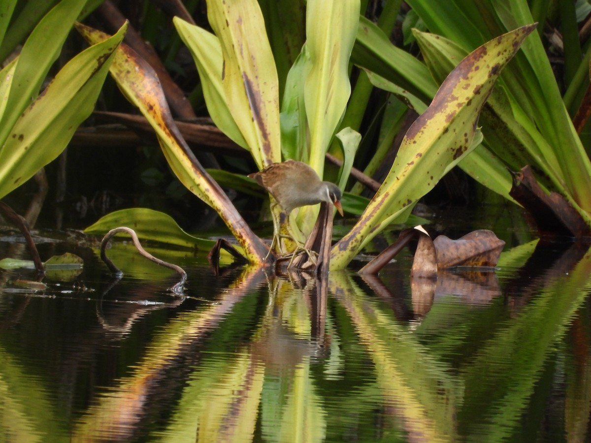 White-browed Crake - ML647672273