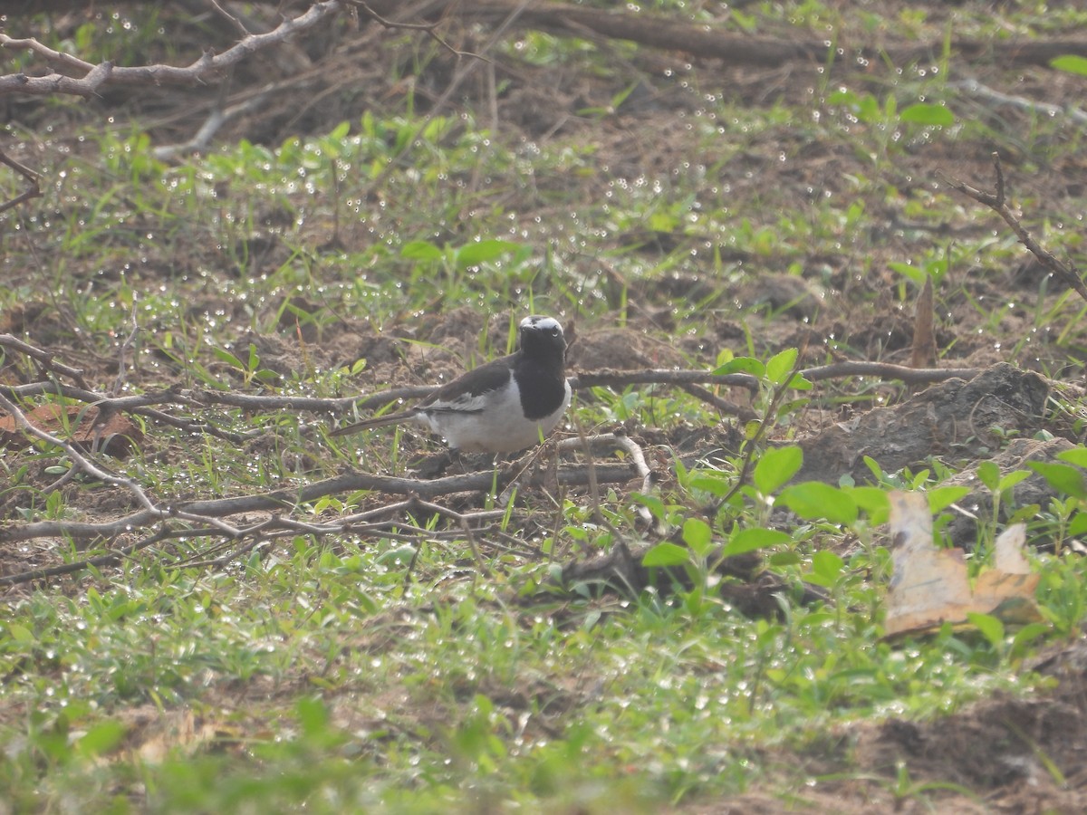 Lavandera India - ML647672285