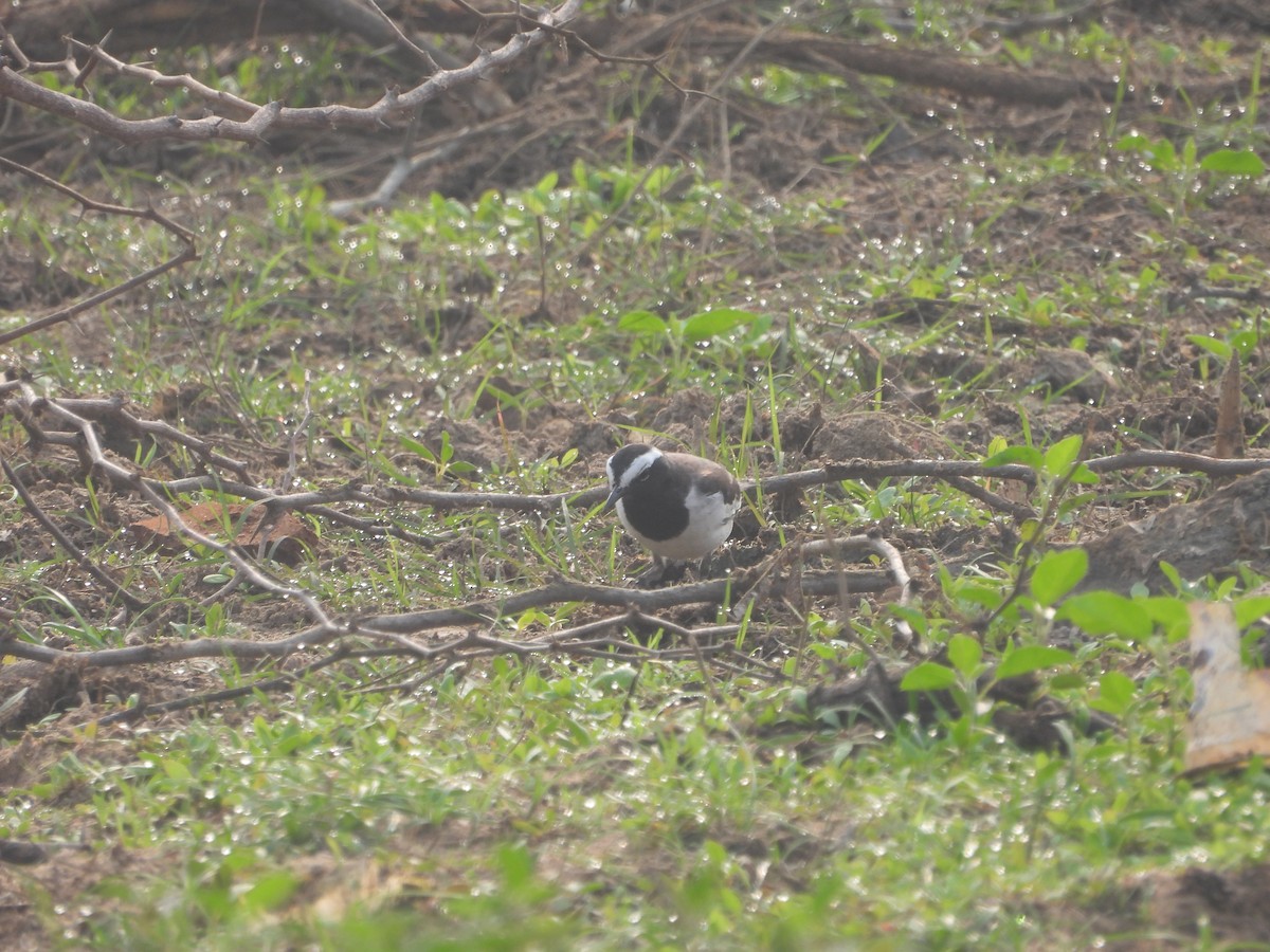 Lavandera India - ML647672286