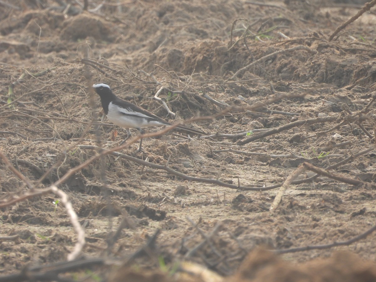 Lavandera India - ML647672287