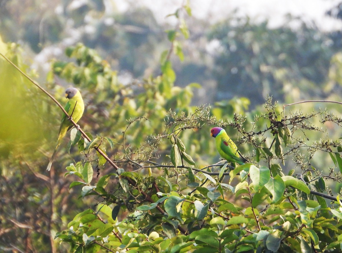 Erik Başlı Yeşil Papağan - ML647672289