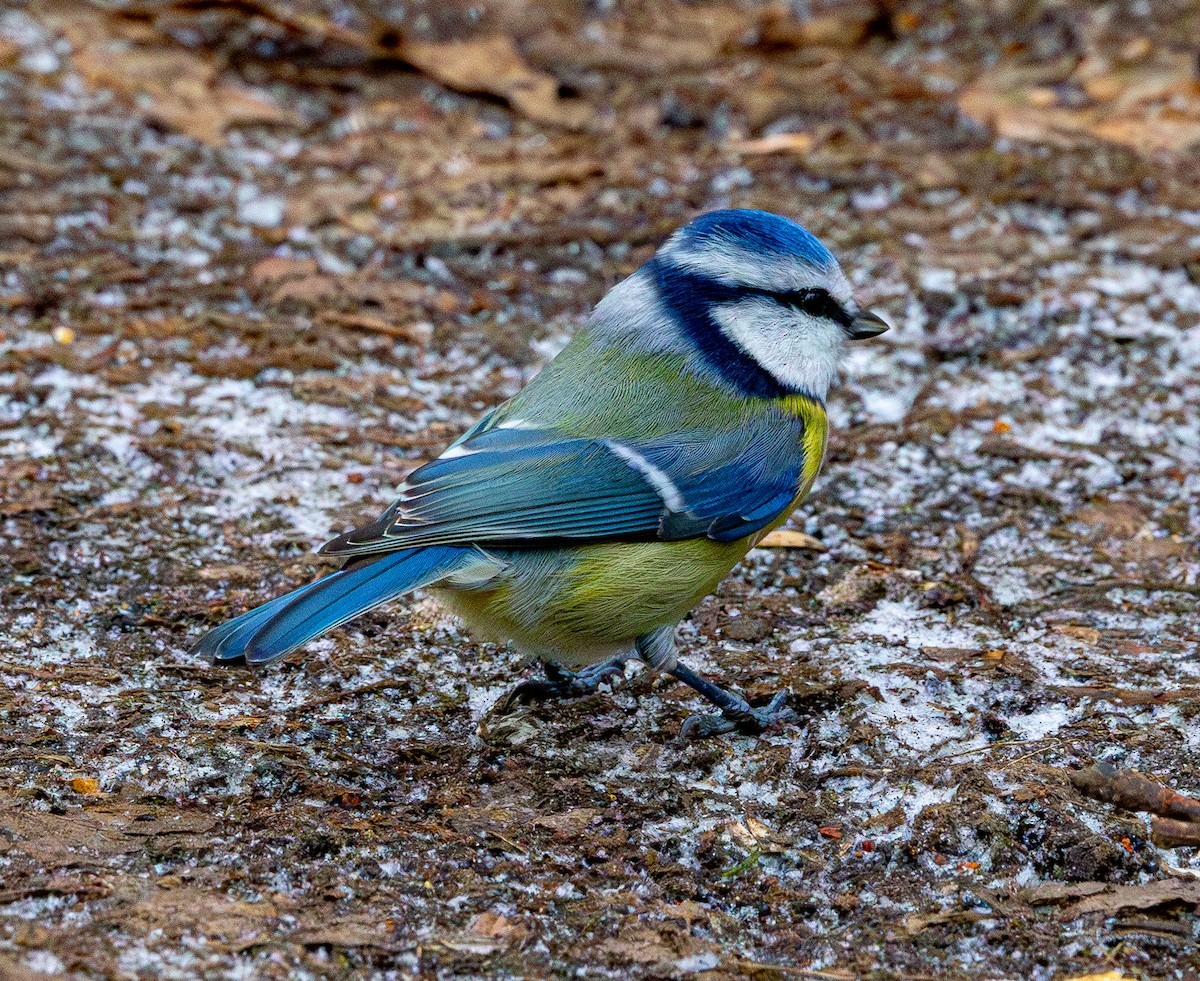 Eurasian Blue Tit - ML647672315