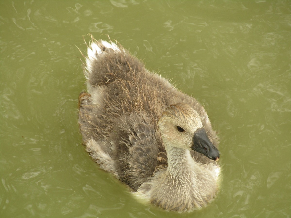 Antzara hankagorrizta (etxekoa) - ML647672320