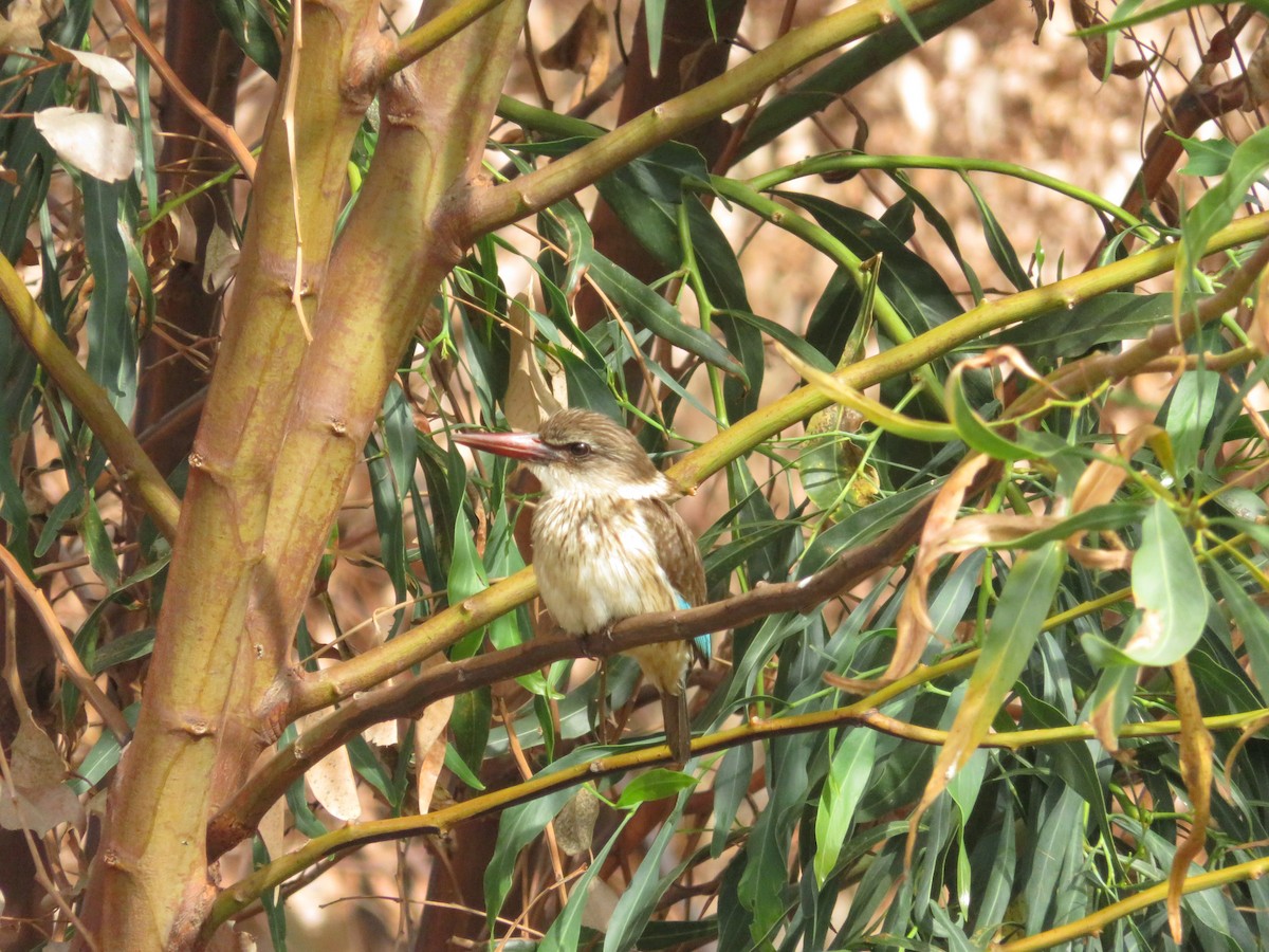 Brown-hooded Kingfisher - ML647672349