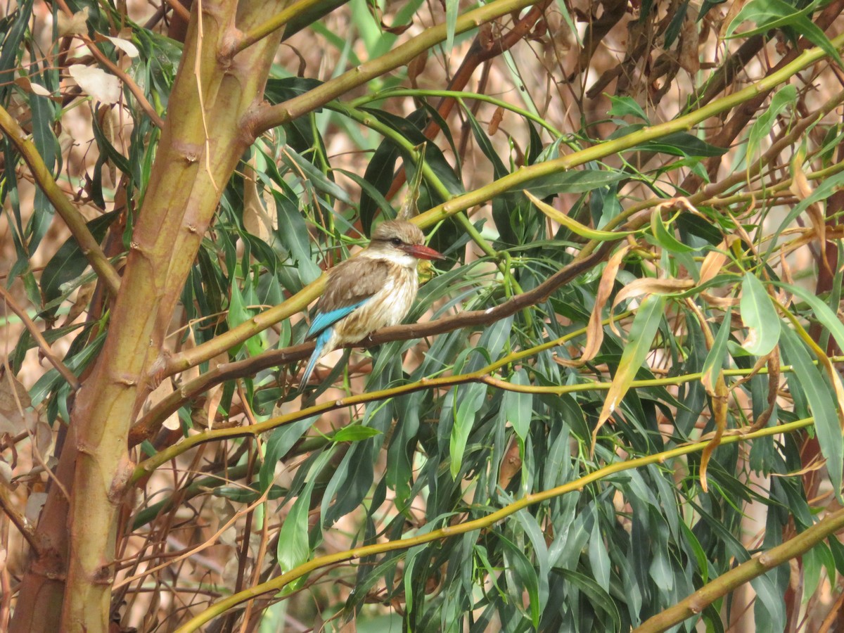 Brown-hooded Kingfisher - ML647672351