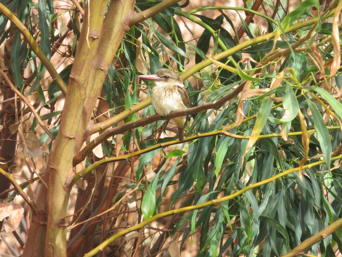 Brown-hooded Kingfisher - ML647672352