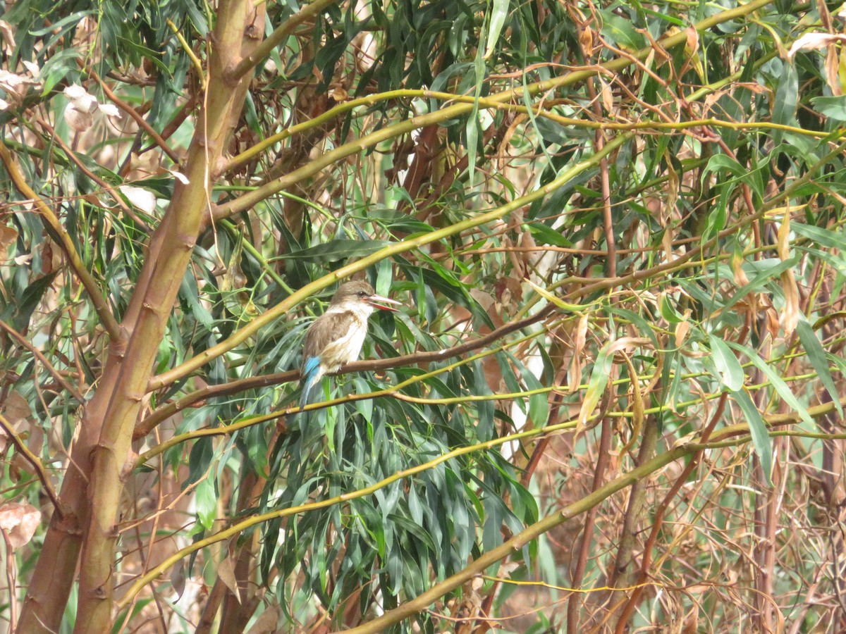 Brown-hooded Kingfisher - ML647672353