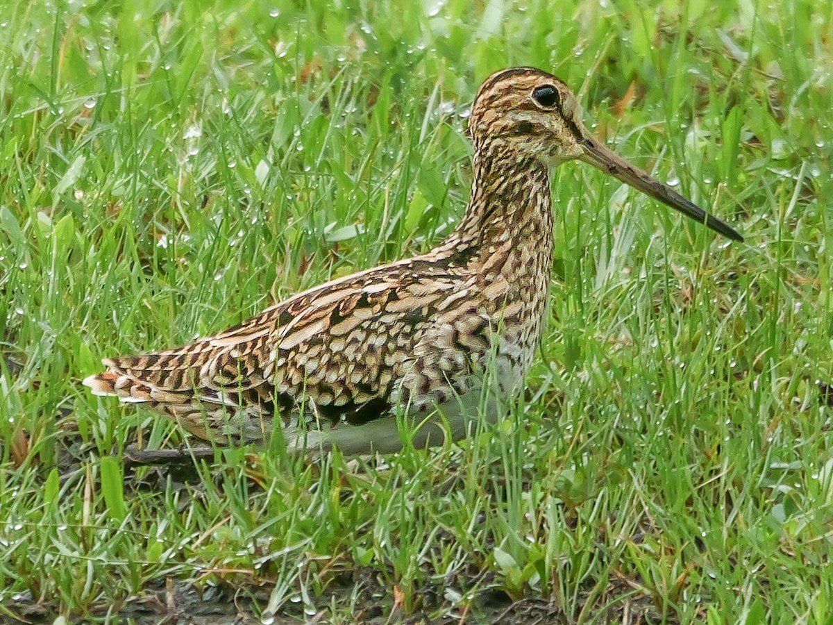 Sibirya Suçulluğu - ML647672383