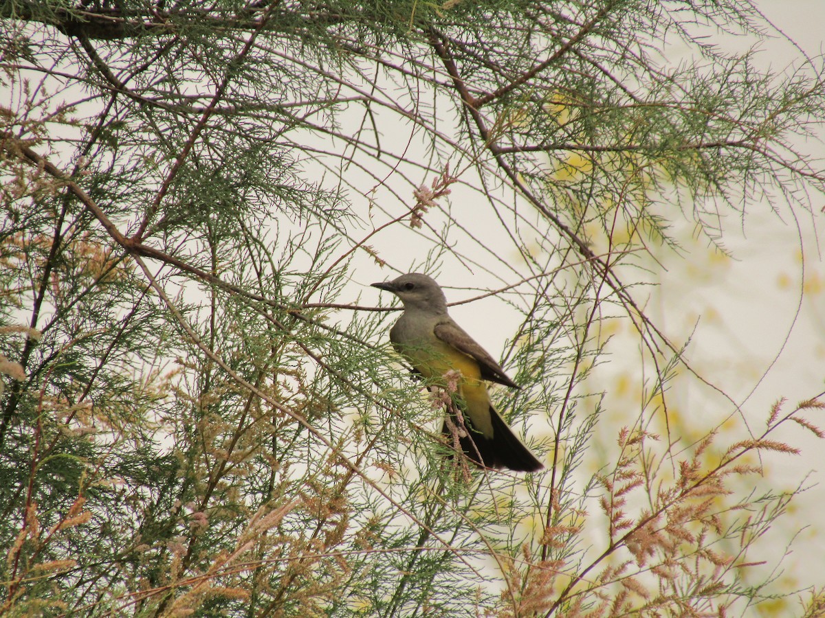 ニシタイランチョウ - ML647672399