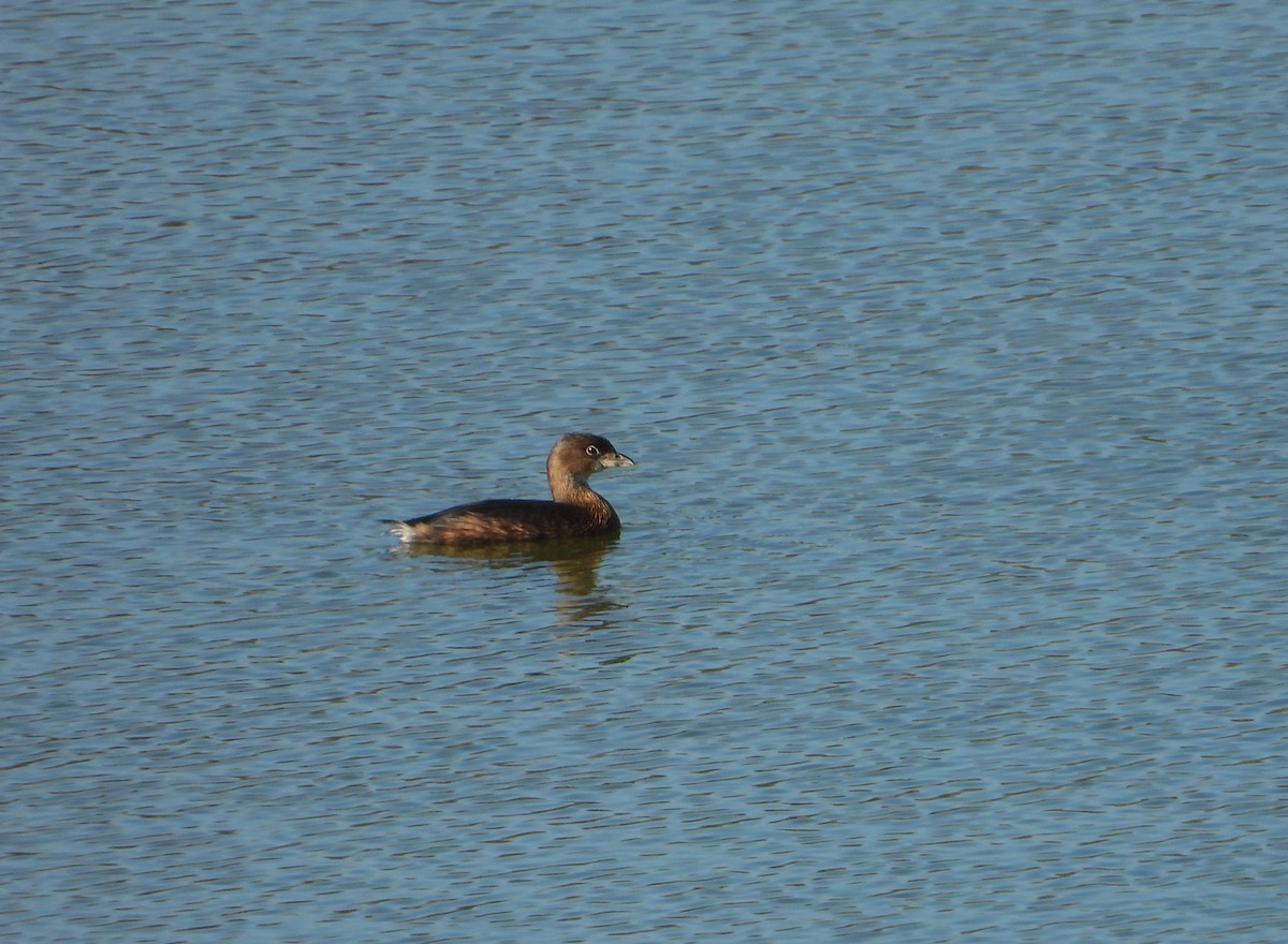 オビハシカイツブリ - ML647672401
