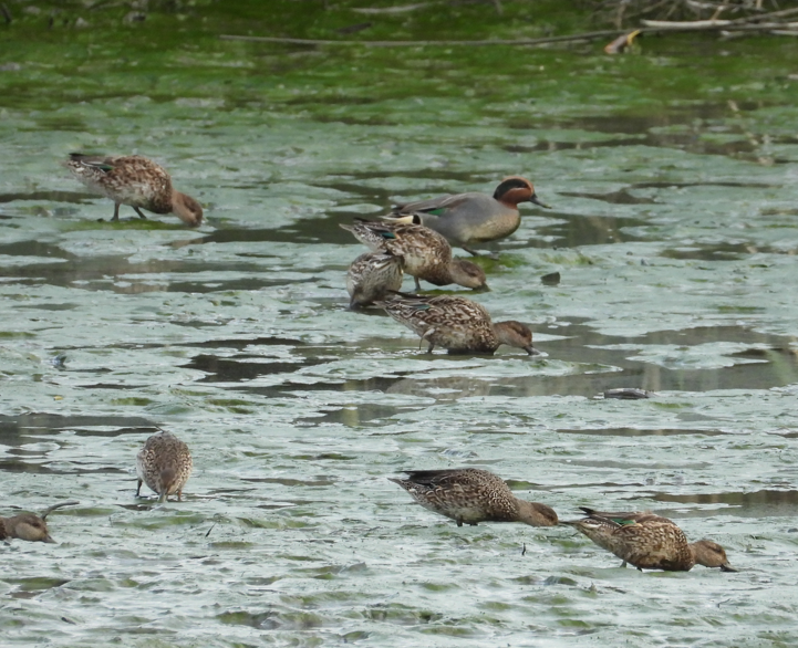 コガモ - ML647672402