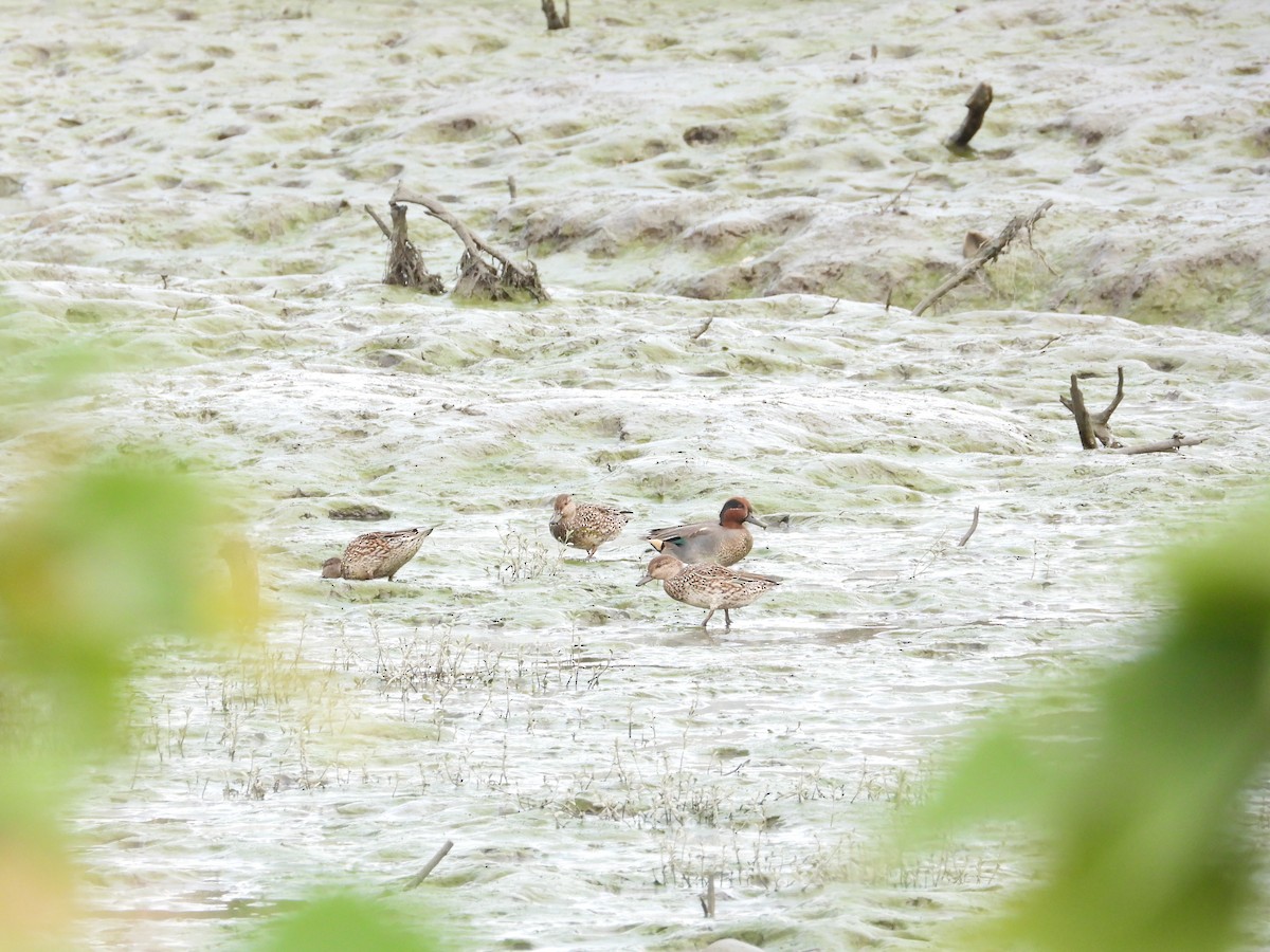 コガモ - ML647672403