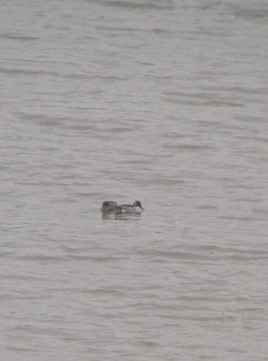 オナガガモ - ML647672404