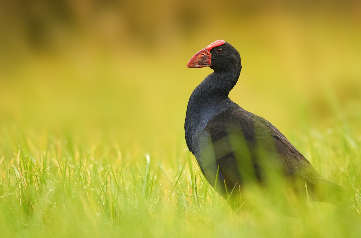 オーストラリアセイケイ - ML647672405