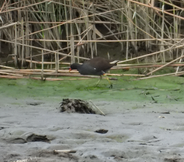 バン - ML647672406