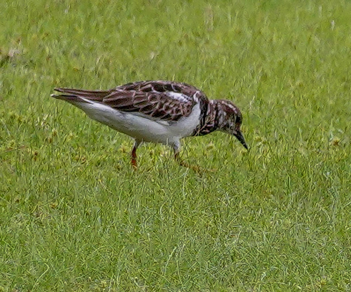 キョウジョシギ - ML647672407