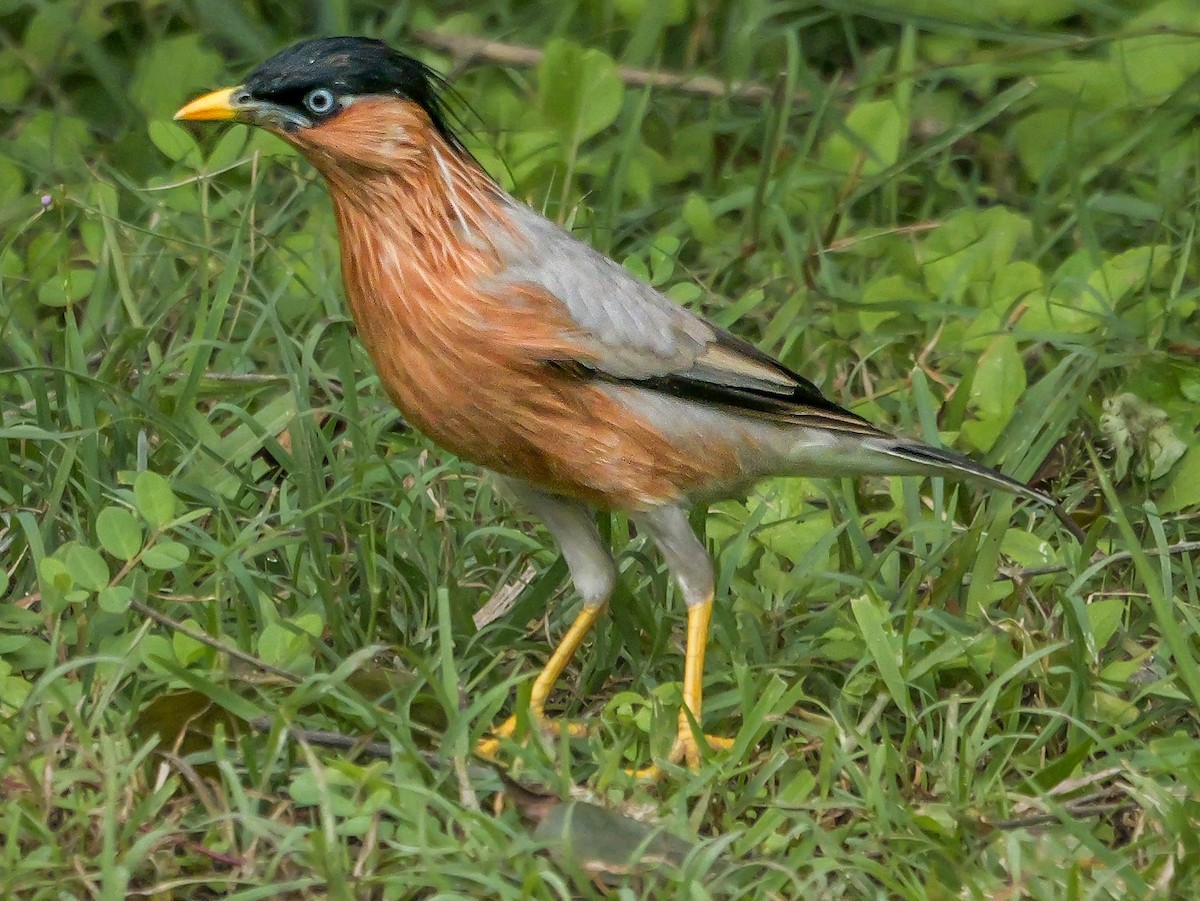 ズグロムクドリ - ML647672408