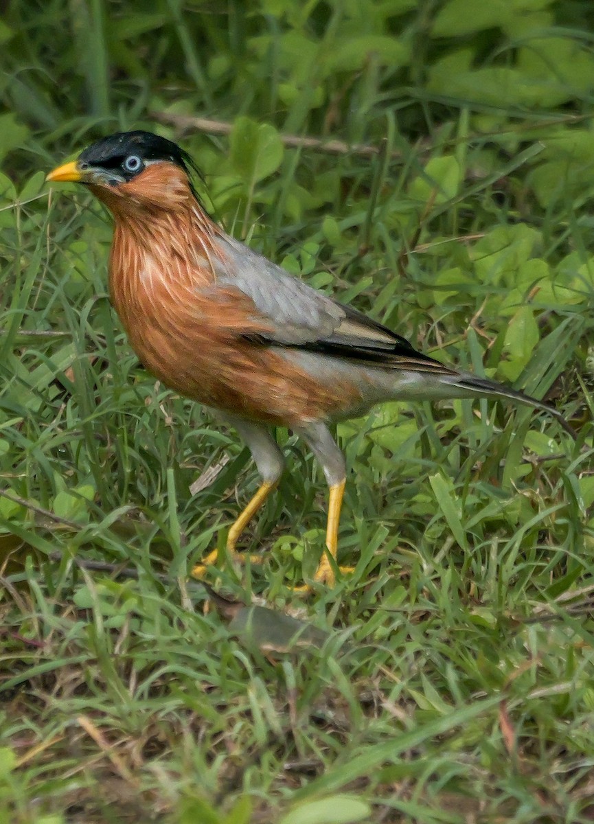 ズグロムクドリ - ML647672409