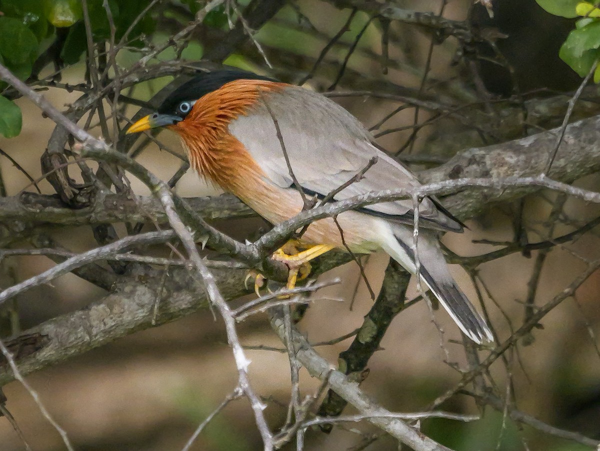 ズグロムクドリ - ML647672410