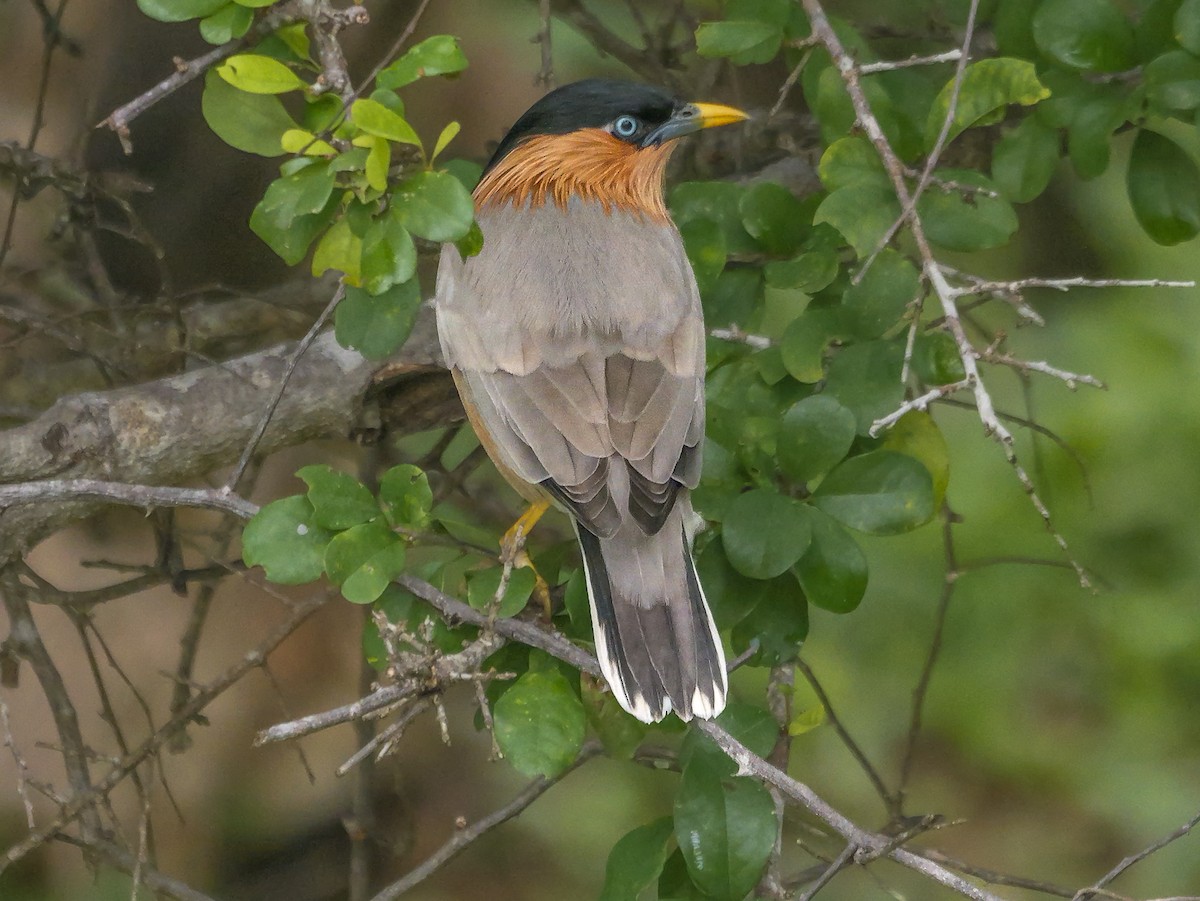 ズグロムクドリ - ML647672411