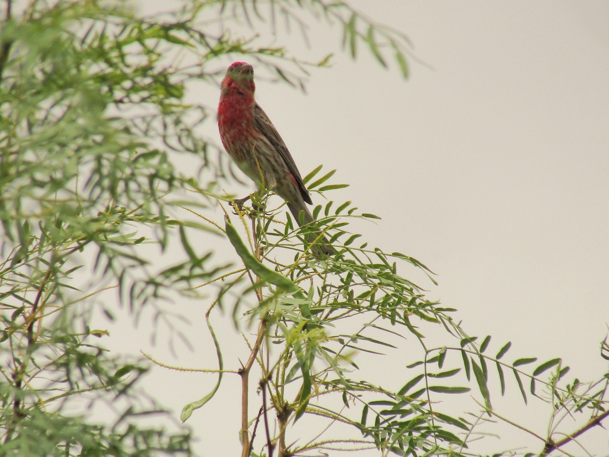 メキシコマシコ - ML647672412