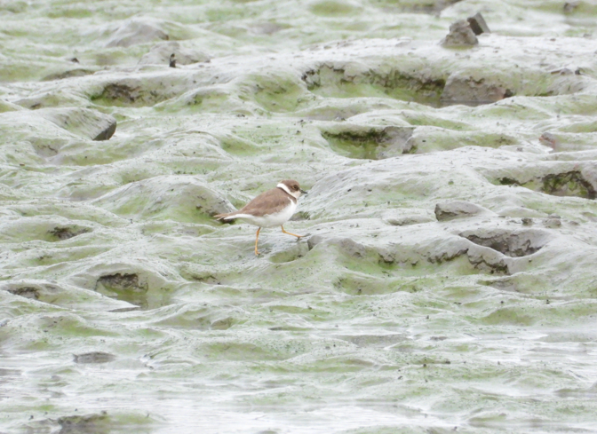 コチドリ - ML647672413