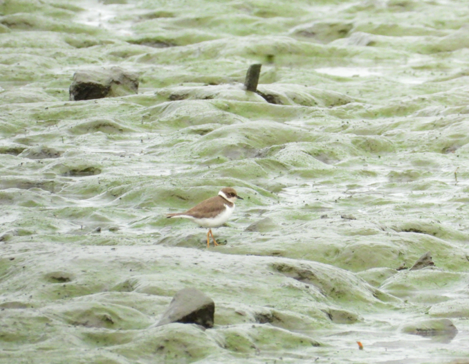 コチドリ - ML647672414