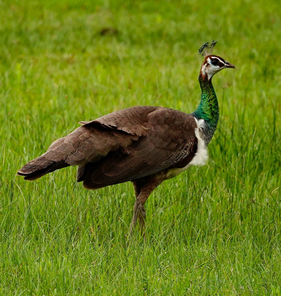 インドクジャク - ML647672415