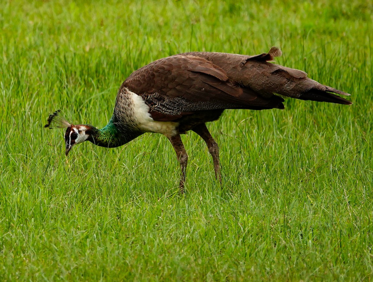 インドクジャク - ML647672416