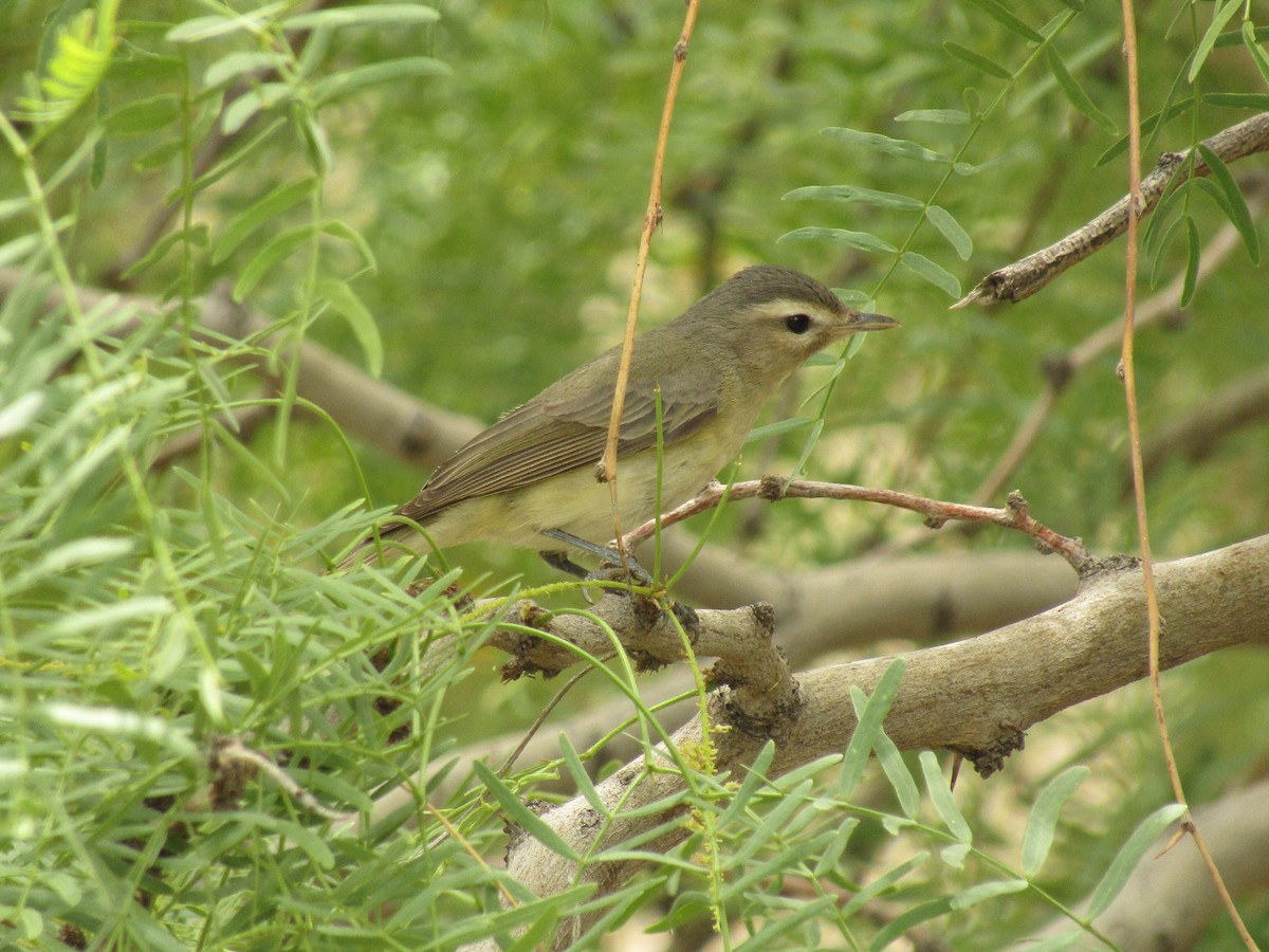 Western Warbling Vireo - ML647672417