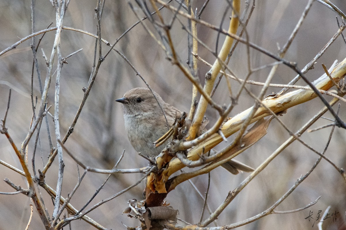 シロハライワヒバリ - ML647672418