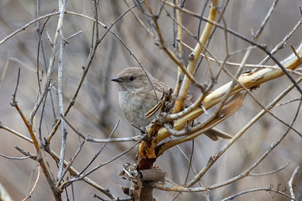 シロハライワヒバリ - ML647672419